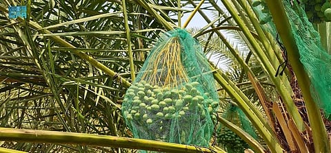 «الإرشاد الزراعي»: تغطية عذوق النخيل خلال فصل الصيف يمنع الإضرار بثمارها