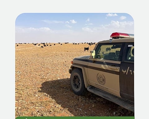 ضبط مقيم لارتكابه مخالفة رعي بمحمية الملك سلمان الملكية