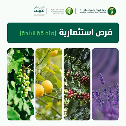«البيئة» تطرح مشاريع زراعية لإنتاج الفاكهة والبن والزهور في منطقة الباحة