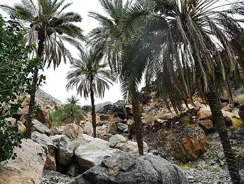 «الفقرة».. مركز جذب لأهالي منطقة المدينة المنورة