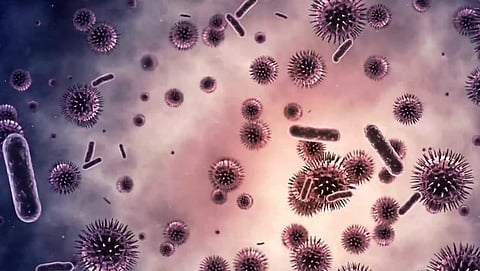 البكتيريا النافعة