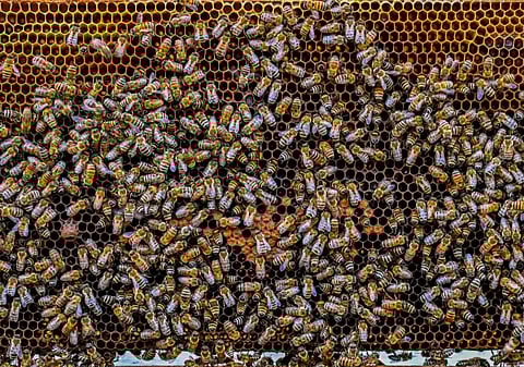 20 % من إنتاج المملكة.. تربية النحل وإنتاج العسل مهنة تتوارثها الأجيال بالباحة