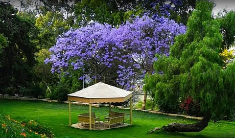 حدائق أبها .. معالم سياحية تجذب الزوار خلال موسم الصيف