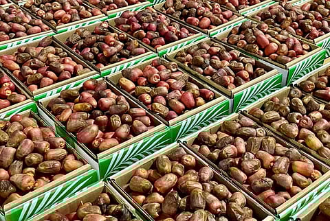 بواكير التمور تنعش سوق المدينة الغذائية ببريدة