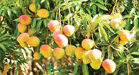 «الإرشاد الزراعي» يوضّح ممارسات زراعية لتخفيف تأثير درجات الحرارة على أشجار المانجو