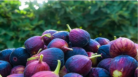 التين في جازان .. ثروة زراعية تعزز الاقتصاد المحلي