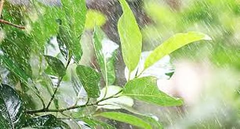 «البيئة»: مكة المكرمة والباحة تسجلان أعلى كمية هطول أمطار بـ22.4 ملم