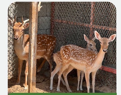كائنات فطرية مهددة بالانقراض