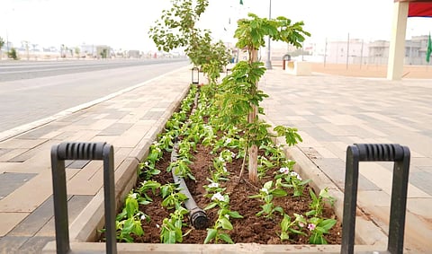 زهور«الألونكا» تُزين محافظة صبيا وتستهوي عشاق التصوير