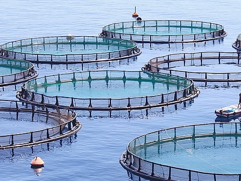 الاستزراع السمكي