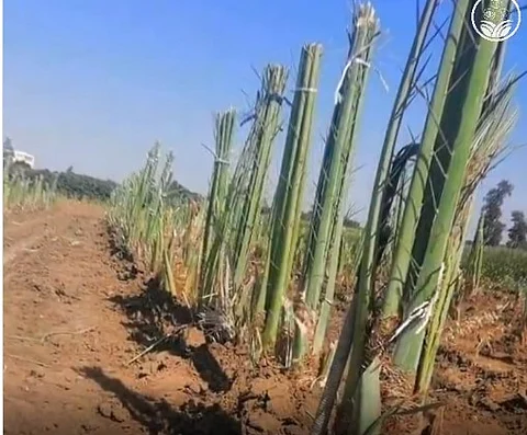 فسائل النخيل