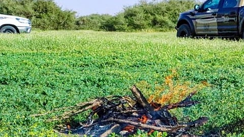 ضبط مخالف لنظام البيئة لإشعاله النار في أراضي الغطاء النباتي بحائل