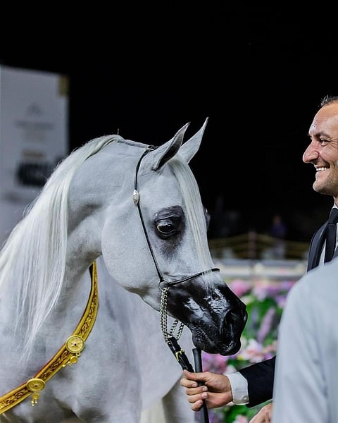 «الرياض» تستضيف نهائيات جولات الجياد العربية