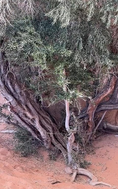 شجرة زيتون عملاقة في تبوك تتحول إلى معلم في وادي الزيتة