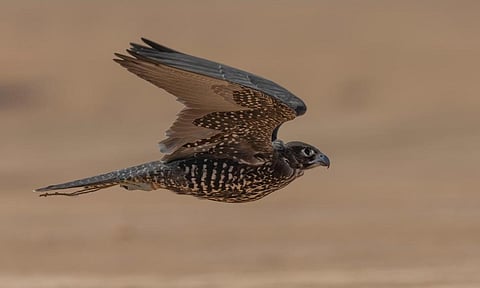 في اليوم الثالث.. تنافس مثير بين الصقارين خلال كأس نادي الصقور بحفر الباطن