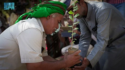 زراعة 5870 شجرة سدر في مديرية شبام باليمن ضمن مشروع تعزيز الوصول إلى الأسواق