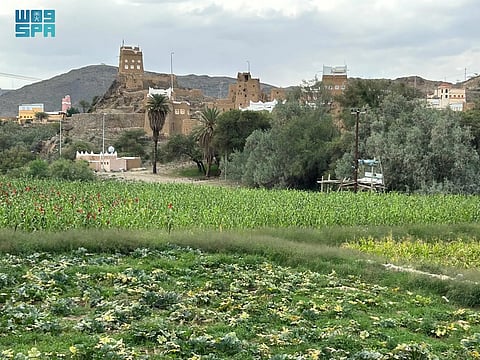 «وادي العرين» في عسير.. جمال الطبيعة البكر والغطاء النباتي الكثيف