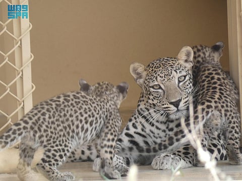 الهيئة الملكية لمحافظة العُلا تحتفي بولادة ثلاثة توائم من هراميس للنمر العربي