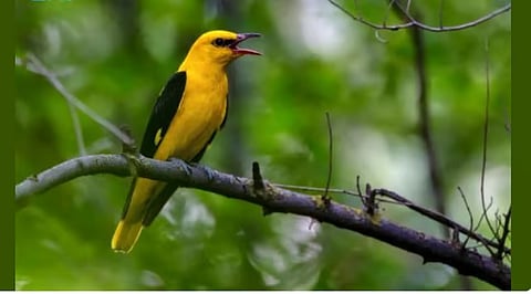 ضبط مواطنين لارتكابهما الصيد في أماكن محظورة بمحمية الأمير محمد بن سلمان الملكية