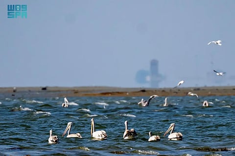 طيور الفلامنجو وغابات المانجروف.. سياحة ساحرة لعشاق الطبيعة وهواة التصوير في جازان