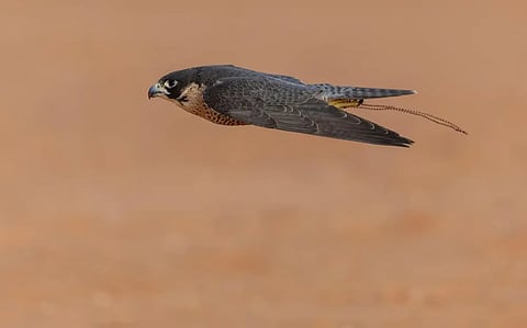 المحترفون الدوليون يتنافسون على 12 كأسًا في اليوم الـ 12 لمهرجان الملك عبدالعزيز للصقور 2024