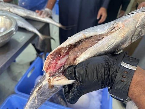 ضبط أكثر من 3 أطنان من السمك الفاسد في عسير