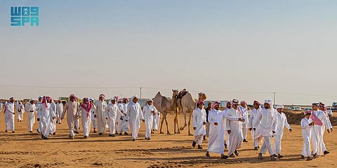 مهرجان الملك عبدالعزيز للإبل يقترب من نهايته وسط منافسات مشتعلة