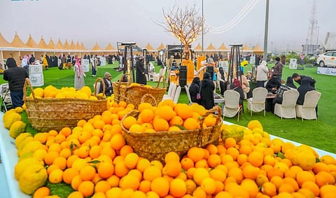 مهرجان «حمضيات حائل» يستقطب الزوار والسيّاح