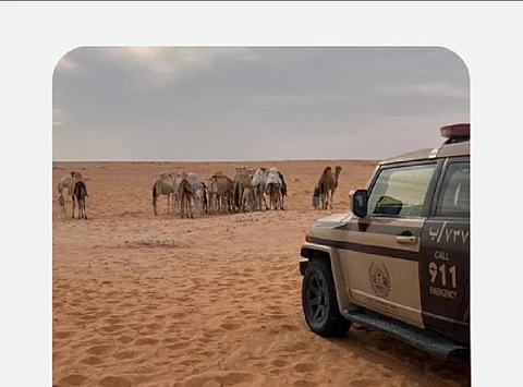ضبط مواطن لدخوله بمركبته في الفياض والروضات في محمية الملك عبدالعزيز