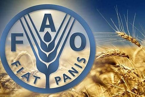الفاو