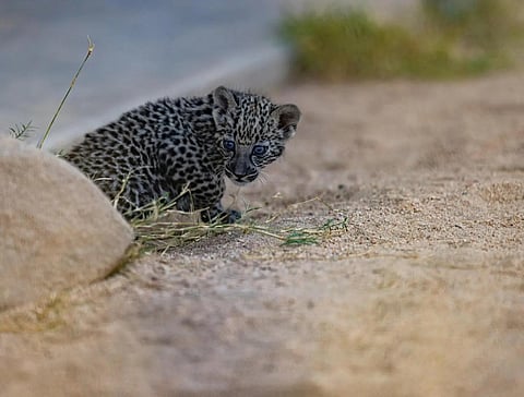 النمر العربي.. رمز التنوع الحيوي في المملكة وشبه الجزيرة العربية