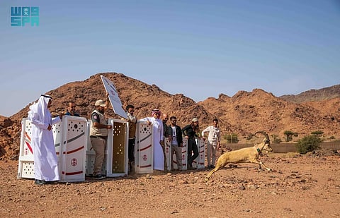 «الحياة الفطرية» يُطلق 16 كائنًا فطريًا في محميتي الحجر ووادي نخلة
