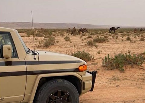 محمية الملك عبدالعزيز الملكية
