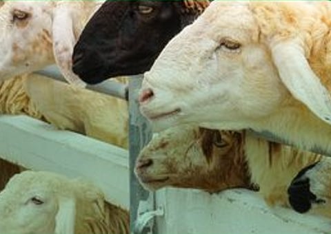 صندوق التنمية الزراعية يوقع اتفاقية تمويل بـ2 مليار ريال لدعم مشروع تربية الأغنام