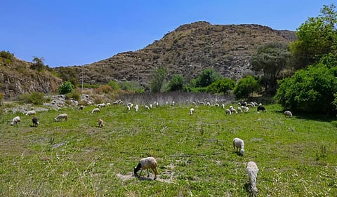 أودية الباحة.. سحر الجبال الخضراء والشلالات المتدفقة