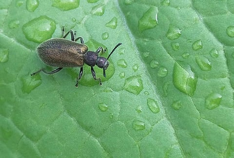 رئيس قطاع الصحة النباتية يوضح أسباب انتشار الخنافس النافعة خلال الفترة الحالية