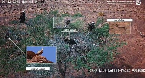 لقطات فريدة ترصد تفاعلات الحياة البرية في محمية الملك سلمان بن عبدالعزيز الملكية