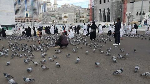ضيوف الرحمن يطعمون حمام الحرم في ساحات المسجد الحرام (فيديو)