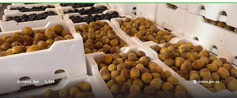 بواكير تمور المدينة المنورة تُنعش أسواق المملكة بأكثر من 58 صنفًا مع انطلاق موسم الحصاد