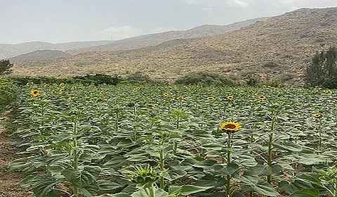 مبادرة دوار الشمس تضع حلولًا استراتيجية لعجز تجاري يبلغ 917 مليون ريال في واردات الزيت