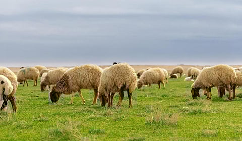 أكثر من 7 ملايين رأس ضأن.. الثروة الحيوانية في الحدود الشمالية كنز الأمن الغذائي ومصدر الاستدامة