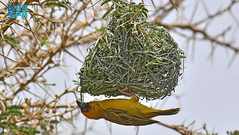 طائر الحباك الذهبي.. مهندس الأعشاش الفريد في غابات عسير