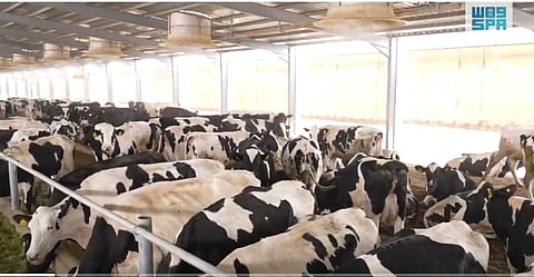 بأيادٍ سعودية.. تقنيات حديثة وجودة عالية لتقديم أفضل التجارب في إنتاج الألبان بالمملكة