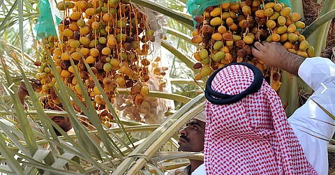 الإرشاد الزراعي تحث على تجنب خلط التمور المتساقطة أسفل النخيل بالسليمة