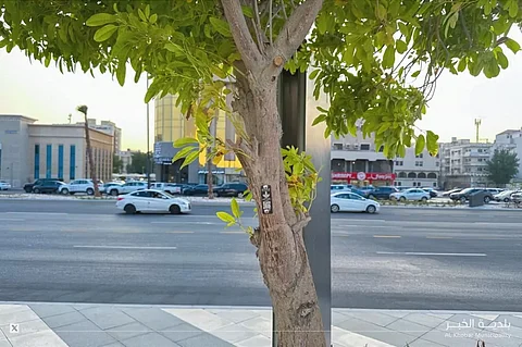 مشروع توثيق ورقمنة الأشجار