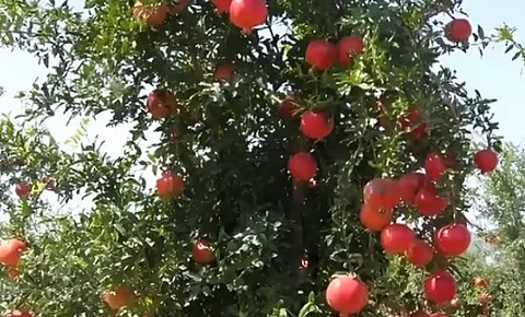 الرمان المحلّي يغمر أسواق المملكة بإنتاج يتجاوز 37 ألف طن