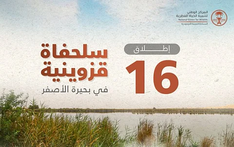 16 سلحفاة قزوينية تعود إلى موطنها الطبيعي في بحيرة الأصفر