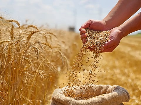 «الأمن الغذائي» تصرف 532 مليون ريال مستحقات الدفعة الثانية لمزارعي القمح المحلي