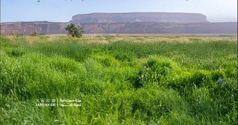 هيئة تطوير محمية الإمام عبدالعزيز: الغطاء النباتي منظومة حياة متكاملة تسهم في استقرار البيئة وتعزز جودة الحياة