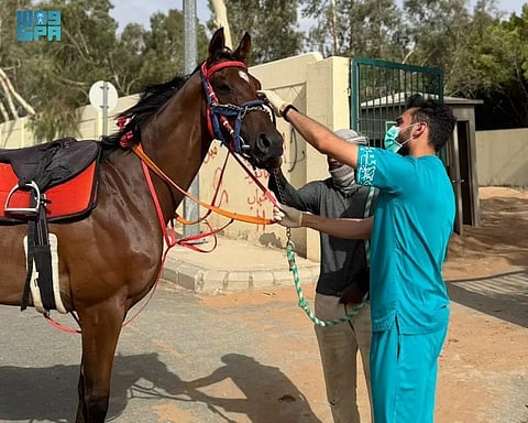 مركز «وقاء» يعلن رسميًّا خلو المملكة من مرض الرعام